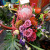 開店祝い　花　アレンジメント　二子玉川の花屋　ネイティブフラワーイーダ