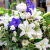 楽屋花　公演祝い花　二子玉川の花屋　ネイティブフラワーイーダ