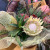 二子玉川花屋　ネイティブフラワーイーダ おまかせ花束