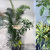 二子玉川花屋　ネイティブフラワーイーダ おまかせ観葉植物