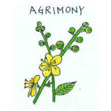 バッチフラワーレメディ【No.1 アグリモニー】(10ml)