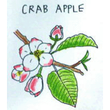 バッチフラワーレメディ【No.10 クラブアップル】(10ml)