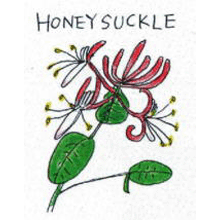 バッチフラワーレメディ【No.16 ハニーサックル】(10ml)