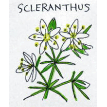 バッチフラワーレメディ【No.28 スクレンサス】(10ml)