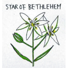 バッチフラワーレメディ【No.29 スターオブベツレヘム】(10ml)