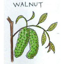 バッチフラワーレメディ【No.33 ウォルナット】(10ml)