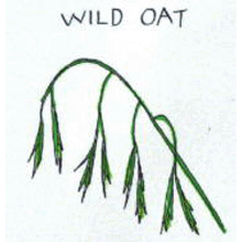 バッチフラワーレメディ【No.36 ワイルドオート】(10ml)