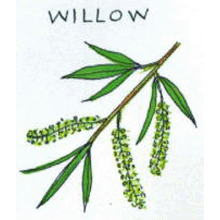 バッチフラワーレメディ【No.38 ウイロー】(10ml)