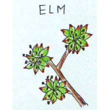 バッチフラワーレメディ【No.11 エルム】(10ml)