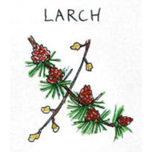 バッチフラワーレメディ【No.19 ラーチ】(10ml)