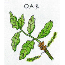 バッチフラワーレメディ【No.22 オーク】(10ml)