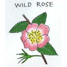 バッチフラワーレメディ【No.37 ワイルドローズ】(10ml)