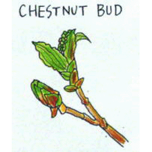 バッチフラワーレメディ【No.7 チェストナットバッド】(10ml)