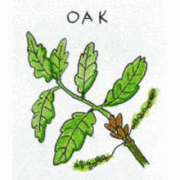 バッチフラワーレメディ【No.22 オーク】(10ml)