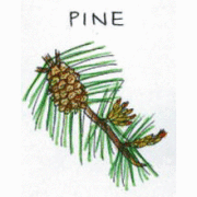 バッチフラワーレメディ【No.24 パイン】(10ml)