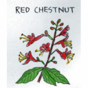 バッチフラワーレメディ【No.25 レッドチェストナット】(10ml)