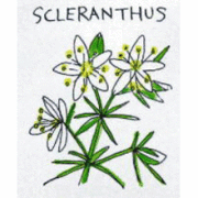 バッチフラワーレメディ【No.28 スクレンサス】(10ml)