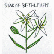 バッチフラワーレメディ【No.29 スターオブベツレヘム】(10ml)
