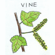 バッチフラワーレメディ【No.32 バイン】(10ml)