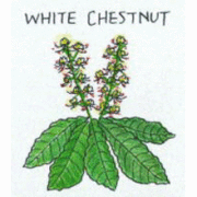 バッチフラワーレメディ【No.35 ホワイトチェストナット】(10ml)