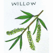 バッチフラワーレメディ【No.38 ウイロー】(10ml)