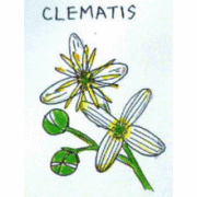 バッチフラワーレメディ【No.9 クレマチス】(10ml)