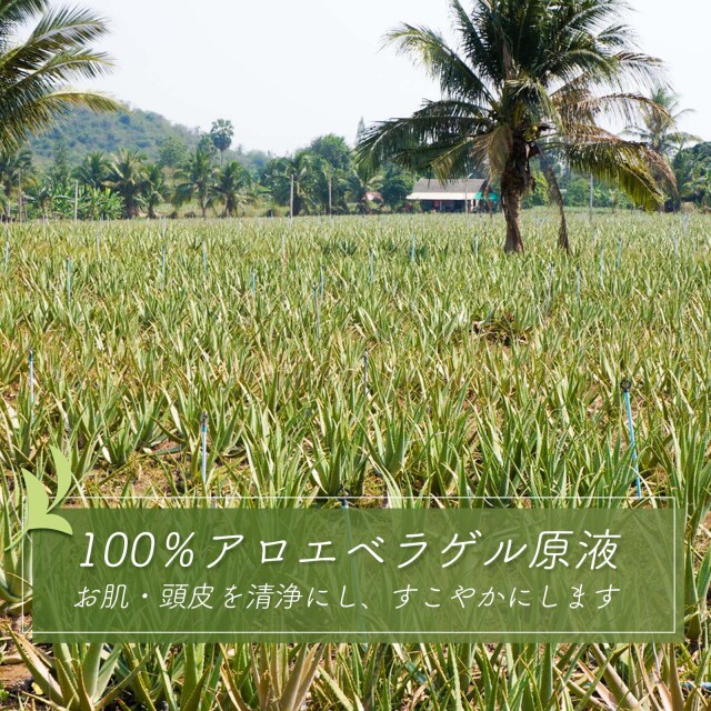 アロエベラ葉汁