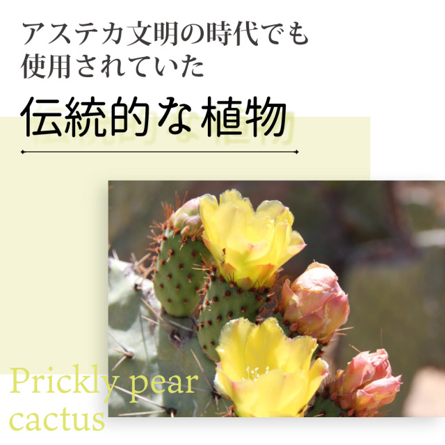 オーガニック ウチワサボテンオイル