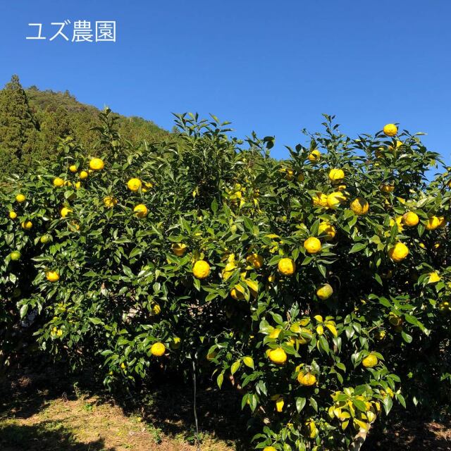 ゆず 柚子ウォーター