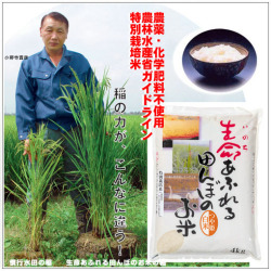 おいしい無農薬 つや姫 白米