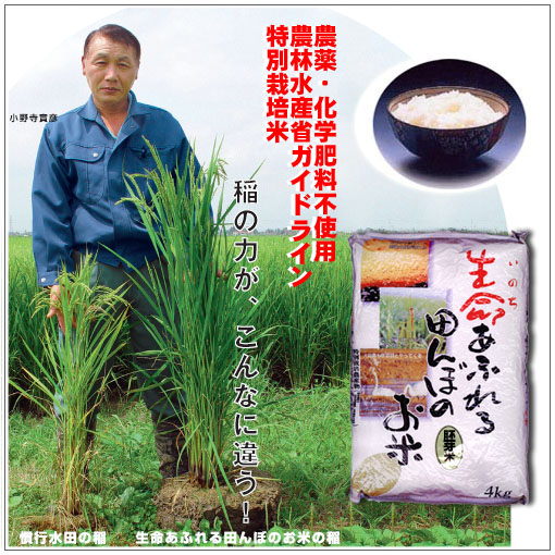栄養たっぷり胚芽米 農薬不使用20kg｜ダイヤモンド精米で胚芽残