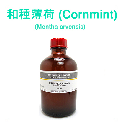 和種ハッカ （インド産 薄荷・はっか・コーンミント、Mentha arvensis)/精油250ml
