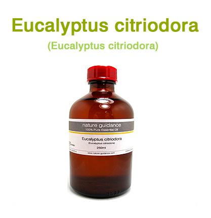ユーカリ・シトリオドラ種（インド産 ユーカリレモン・ユーカリプタス・シトリオドラ、Eucalyptus citriodora）/精油250ml