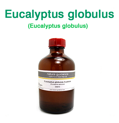 ユーカリ・グロブルス種（オーストラリア産 ユーカリブルーガム・ユーカリプタス・グロブルス、Eucalyptus globulus）/精油250ml
