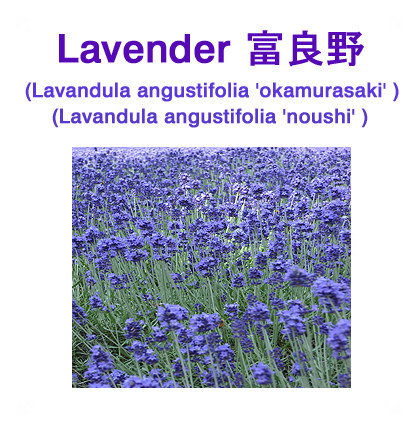 富良野ラベンダーアロマオイル（北海道上富良野産）エッセンシャルオイル（精油） 10ml