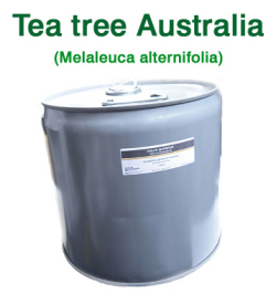 ティーツリー（オーストラリア産 ティートゥリー・ティートリー、Melaleuca alternifolia）/精油25lbs（約11kg）