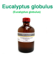 ユーカリ・グロブルス種（オーストラリア産 ユーカリブルーガム・ユーカリプタス・グロブルス、Eucalyptus globulus）/精油250ml