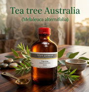 ティーツリー（オーストラリア産 ティートゥリー・ティートリー、Melaleuca alternifolia）/精油250ml