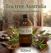 ティーツリー（オーストラリア産 ティートゥリー・ティートリー、Melaleuca alternifolia）/精油500ml