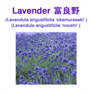 富良野ラベンダーアロマオイル（北海道上富良野産）エッセンシャルオイル（精油） 10ml
