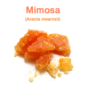 ミモザ・アブソリュート（インド産 モリシマアカシア、Acacia mearnsii）/固形精油10g