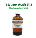 ティーツリー（オーストラリア産 ティートゥリー・ティートリー、Melaleuca alternifolia）/精油100ml