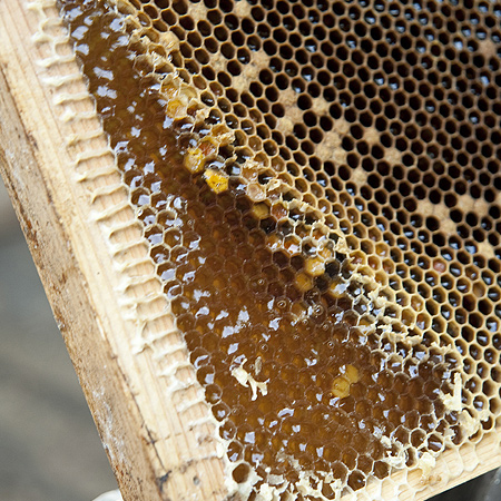 Beehive（ビーハイブ）【静岡県伊豆の国市】
