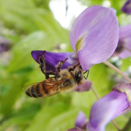 Beehive 伊豆産百花蜜「碧臨（へきりん）」の詳細画像