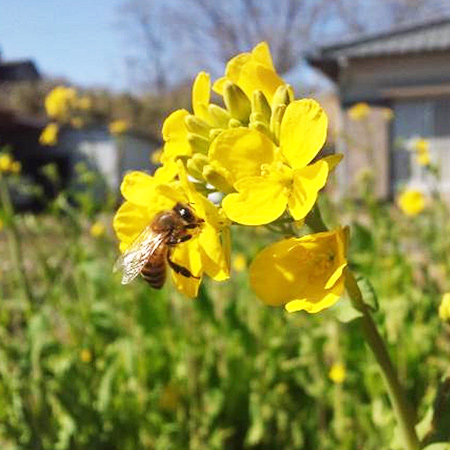 Beehive 伊豆産百花蜜「碧臨（へきりん）」の詳細画像