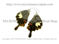 【ネクロマンス NECROMANCE】リアルバタフライウィングピアス Real Butterfly Wing Pierce ＜モンキアゲハ 後翅＞ 蝶々 羽