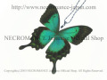 【ネクロマンス NECROMANCE】リアルバタフライウィングネックレス Real Butterfly Wing Necklace ＜ヘリボシアオネアゲハ＞ 蝶々 羽