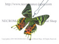 【ネクロマンス NECROMANCE】リアルバタフライウィングネックレス Real Butterfly Wing Necklace ＜ニシキオオツバメ＞ 蝶々 羽