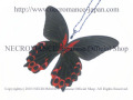 【ネクロマンス NECROMANCE】リアルバタフライウィングネックレス Real Butterfly Wing Necklace ＜アカネアゲハ＞ 蝶々 羽