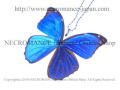 【ネクロマンス NECROMANCE】リアルバタフライウィングネックレス Real Butterfly Wing Necklace ＜メネラウスモルフォ＞ 蝶々 羽